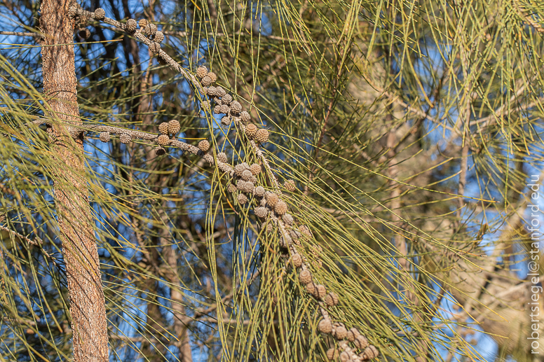 shoreline park